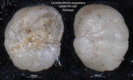 Ceratobulimina aegyptiaca Said & Kenawy, 1957