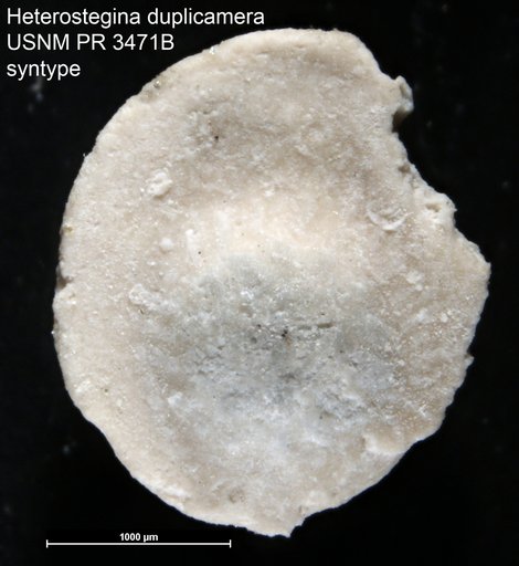 Heterostegina duplicamera Cole, 1957