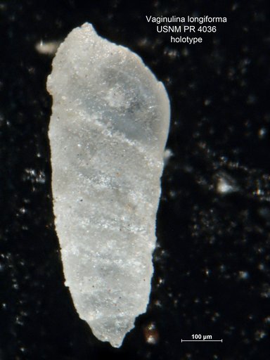 Vaginulina longiforma Said & Kenawy, 1956