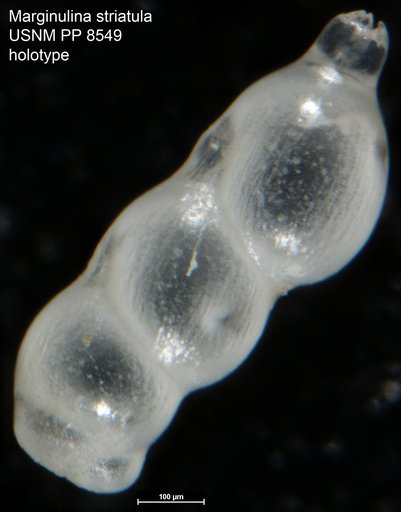 Marginulina striatula Cushman, 1913