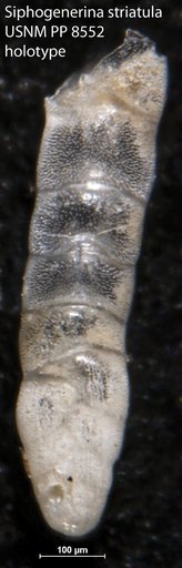 Siphogenerina striatula Cushman, 1913