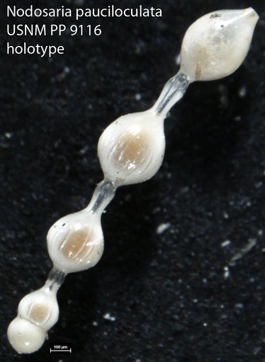 Nodosaria pauciloculata Cushman, 1917