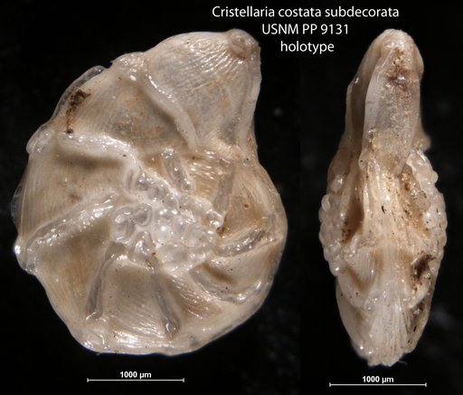 Cristellaria costata var. subdecorata Cushman, 1917