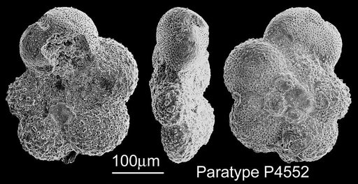 Praeglobotruncana coarctata Bolli, 1957
