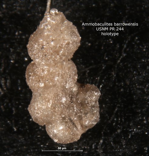 Ammobaculites barrowensis Tappan, 1955