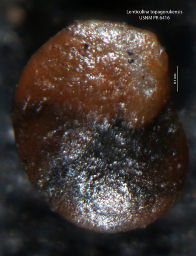 Lenticulina topagorukensis Tappan, 1960
