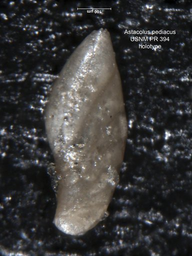 Astacolus pediacus Tappan, 1955