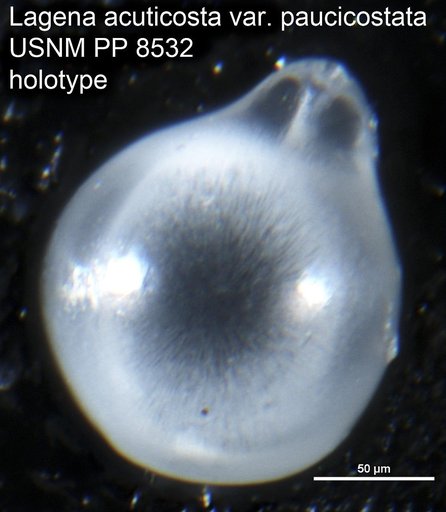 Lagena acuticosta var. paucicostata Cushman, 1913