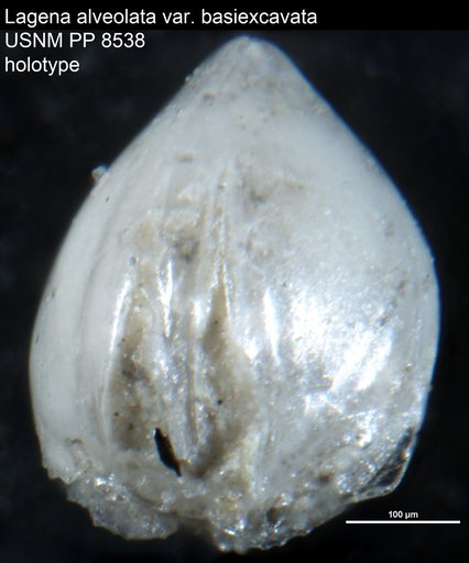 Lagena alveolata var. basiexcavata Cushman, 1913