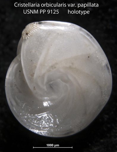 Cristellaria orbicularis var. papillata Cushman, 1917