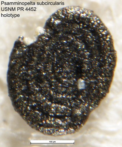 Psamminopelta subcircularis Tappan Loeblich, 1957
