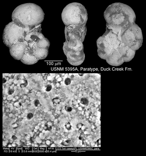 Planomalina caseyi Bolli et al., 1957