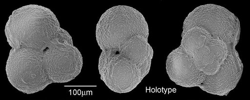 Globigerina juvenilis Bolli, 1957