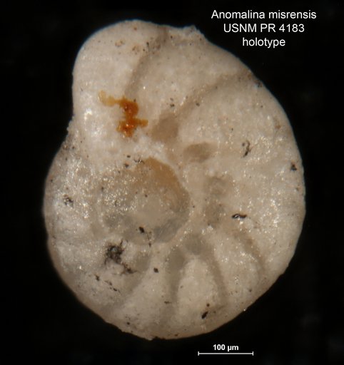 Anomalina misrensis Said & Kenawy, 1956