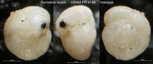 Gyroidina reussi Said & Kenawy, 1956