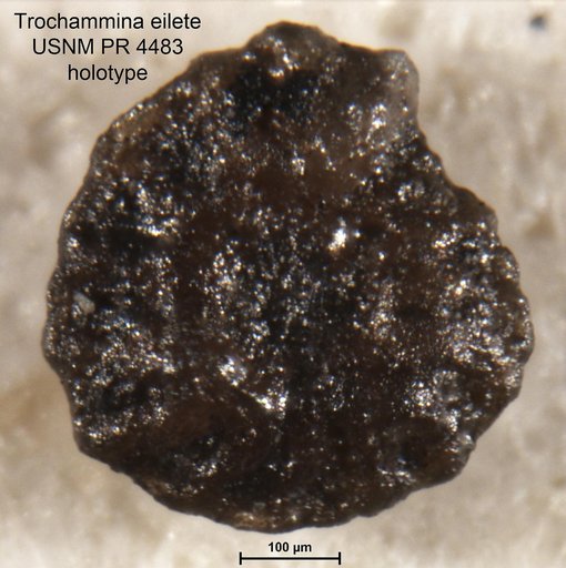 Trochammina eilete Tappan Loeblich, 1957