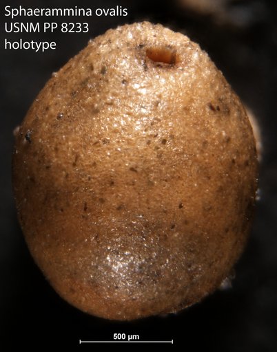 Sphaerammina ovalis Cushman, 1910