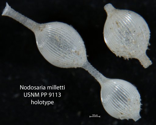 Nodosaria milletti Cushman, 1917