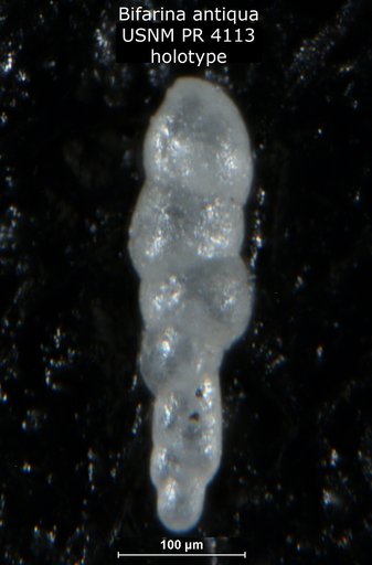 Bifarina antiqua Said & Kenawy, 1956
