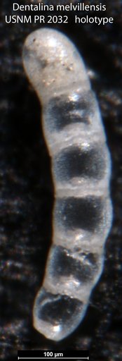 Dentalina melvillensis Loeblich & Tappan, 1953