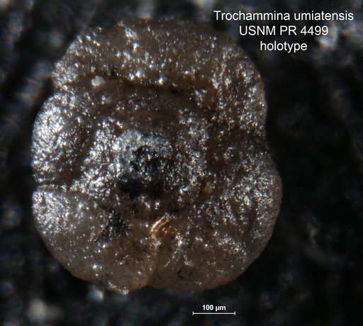 Trochammina umiatensis Tappan Loeblich, 1957