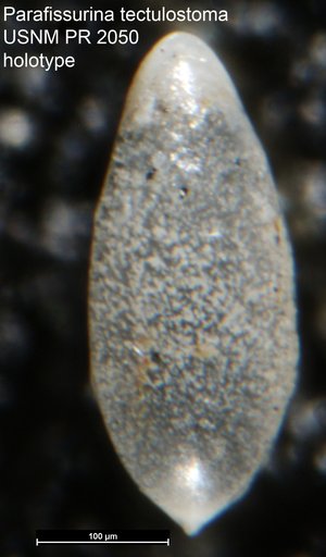 Parafissurina tectulostoma Loeblich & Tappan, 1953