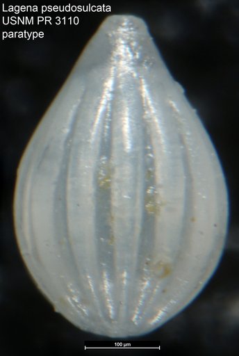 Lagena pseudosulcata McLean, 1956