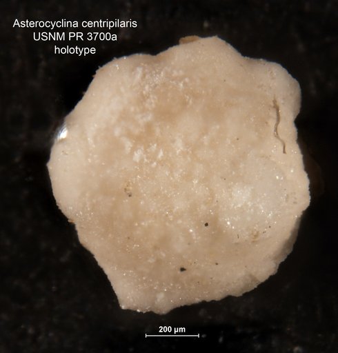 Asterocyclina centripilaris Cole, 1957