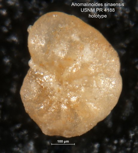 Anomalinoides sinaensis Said & Kenawy, 1956