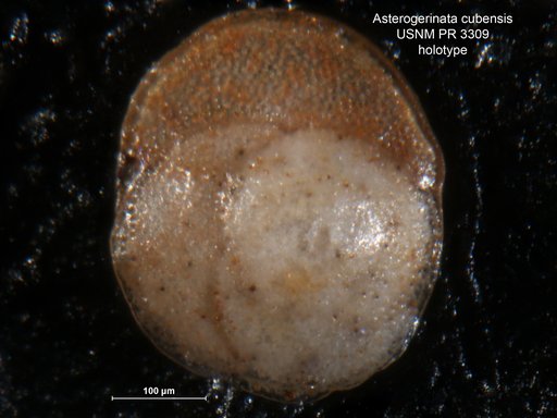 Asterigerinata cubensis Bermúdez, 1952