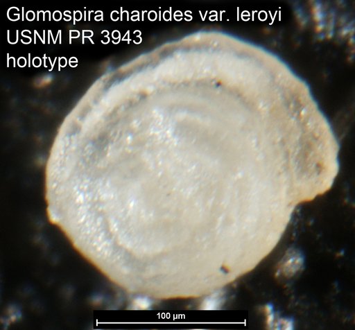 Glomospira charoides var. leroyi Said & Kenawy, 1956