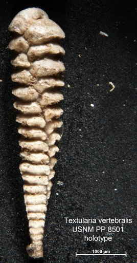 Textularia vertebralis Cushman, 1913