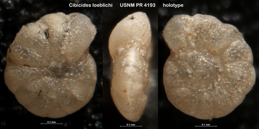 Cibicides loeblichi Said & Kenawy, 1956