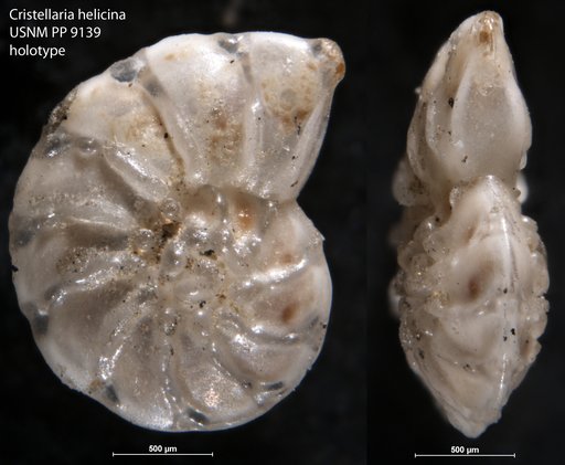 Cristellaria helicina Cushman, 1917