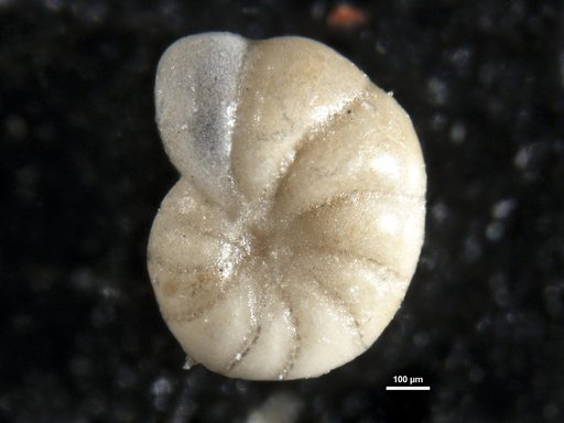 Elphidium bartletti Cushman, 1933