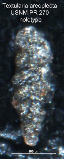 Textularia areoplecta Tappan, 1955