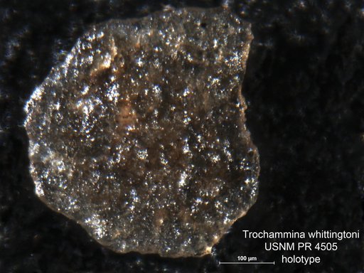 Trochammina whittingtoni Tappan Loeblich, 1957