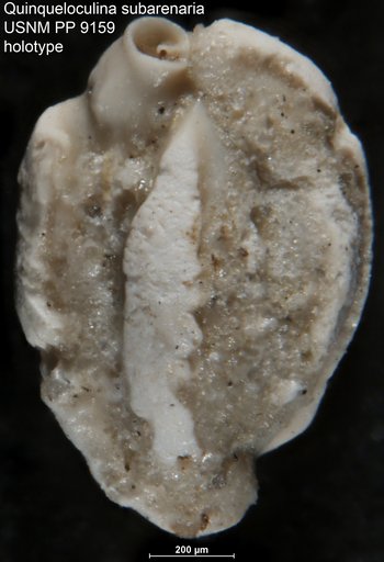 Quinqueloculina subarenaria Cushman, 1917