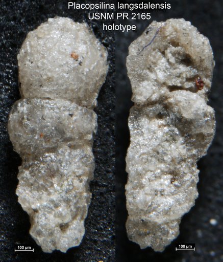 Placopsilina langsdalensis Applin, 1955