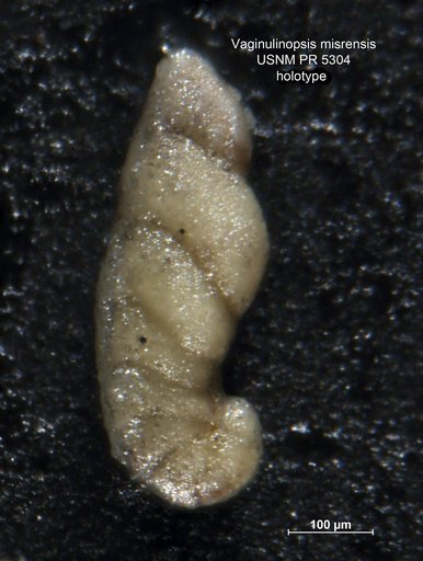 Vaginulinopsis misrensis Said & Barakat, 1958