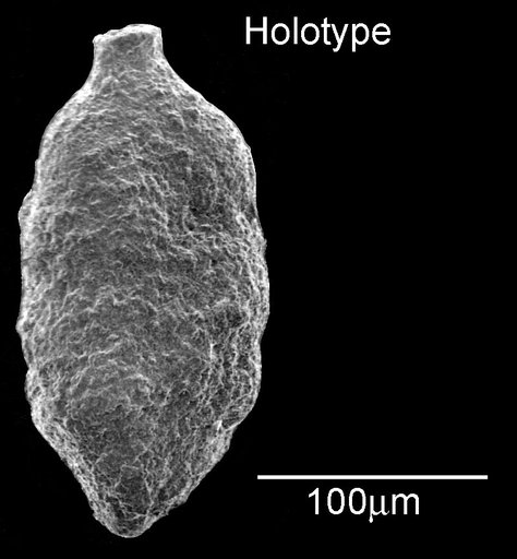 Zeauvigerina aegyptiaca Said & Kenawy, 1956