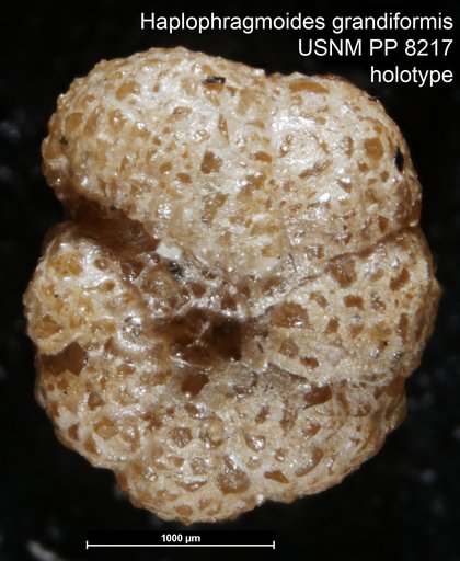 Haplophragmoides grandiformis Cushman, 1910