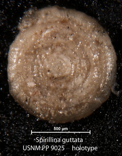 Spirillina guttata Cushman, 1915