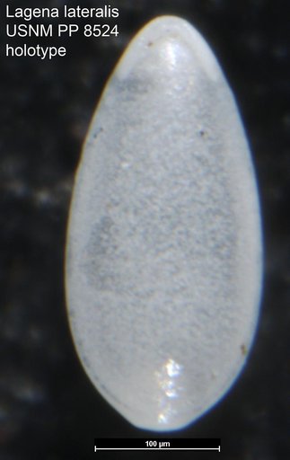 Lagena lateralis Cushman, 1913