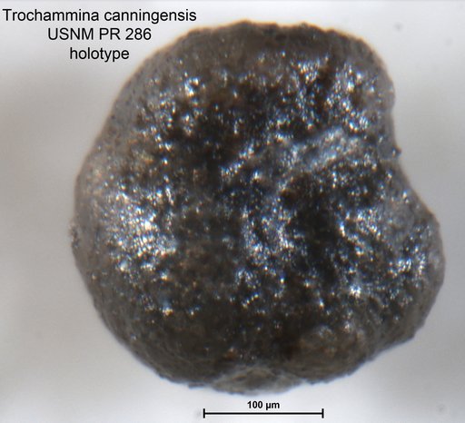 Trochammina canningensis Tappan Loeblich, 1955