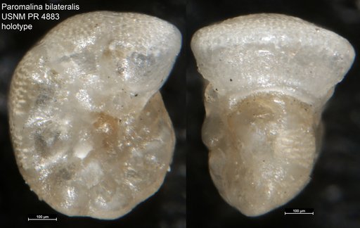 Paromalina bilateralis Loeblich & Tappan Loeblich, 1957