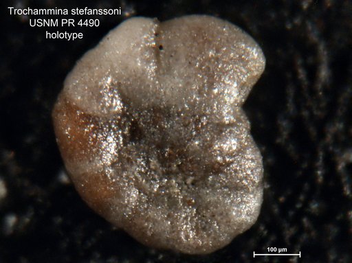 Trochammina stefanssoni Tappan Loeblich, 1957
