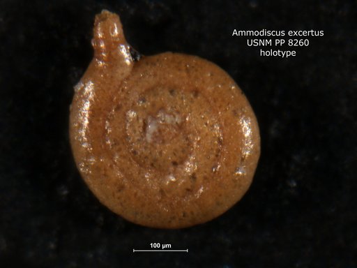 Ammodiscus exsertus Cushman, 1910