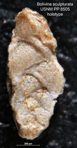 Bolivina sculpturata Cushman, 1913