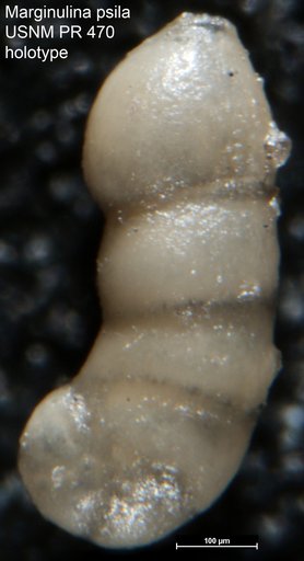 Marginulina psila Tappan, 1955